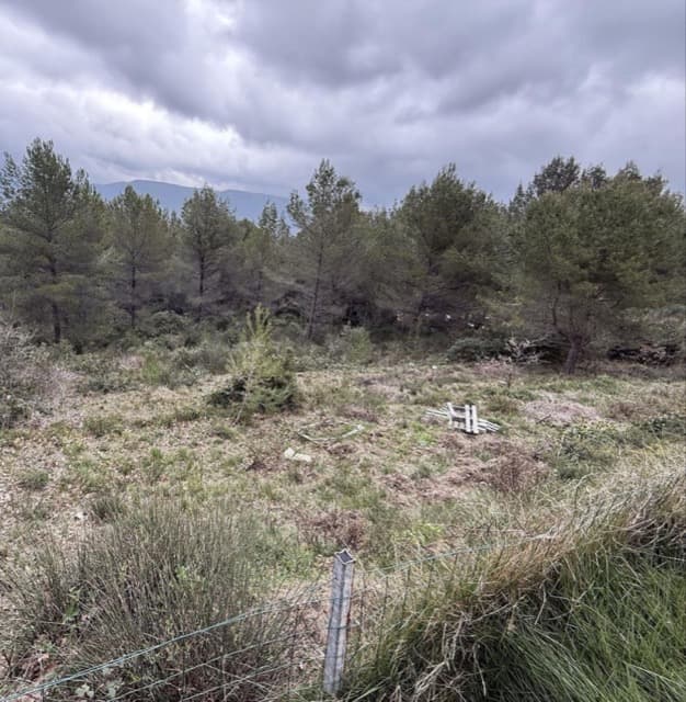 Élagage, abattage, dessouchage, évacuation