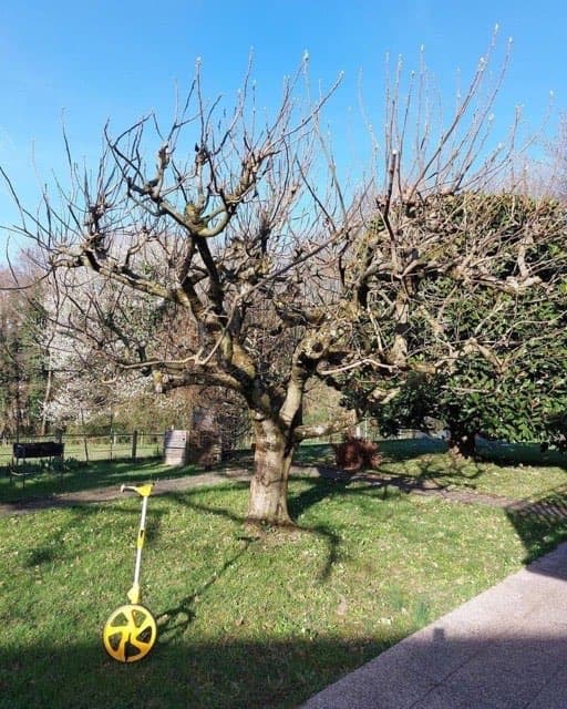 Taille figuier, rosiers et entretien jardin