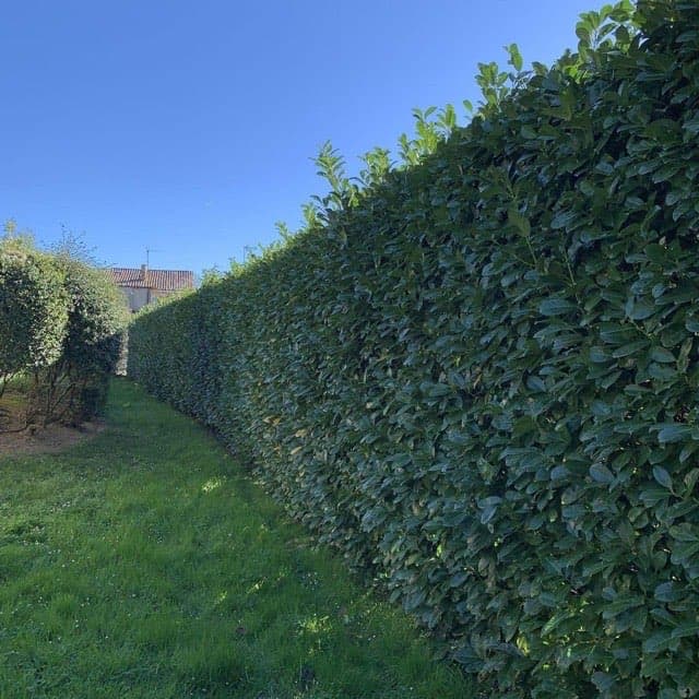 Taille haie lauriers + cyprès — 55ml, évacuation