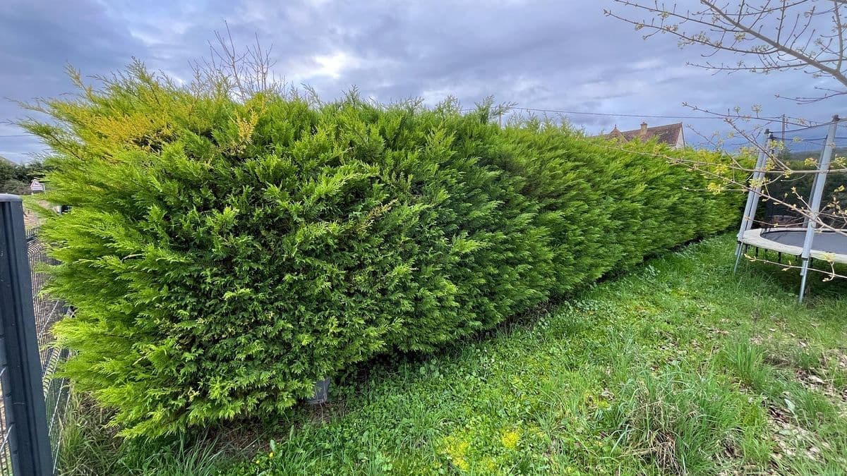 Tonte pelouse 1000m², débroussaillage