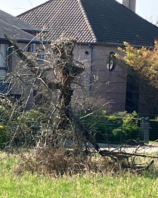 Nettoyage fruitiers, taille et évacuation bois