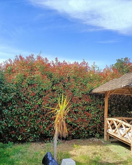 Taille photinias, olivier et lauriers rose