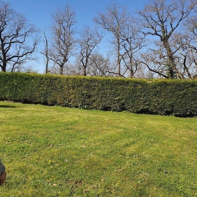 Taille haie cyprès 50ml, tonte, scarification