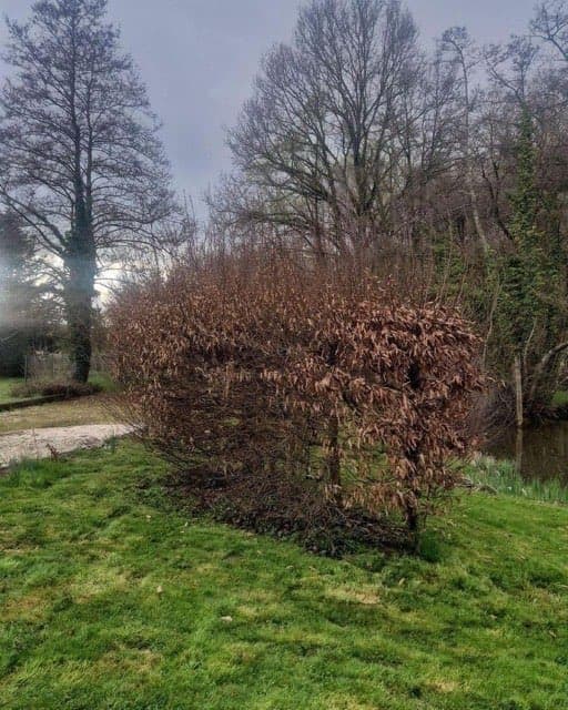Taille d'entretien haie et débroussaillage